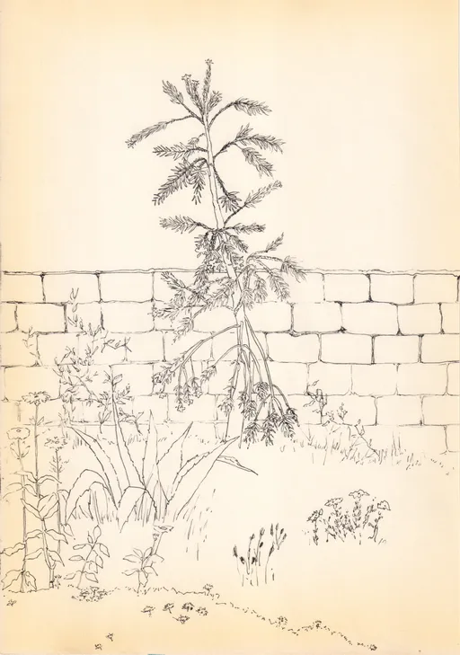 How I Remember Rasht, 2019, ink on paper, 27.5 x 19 cm