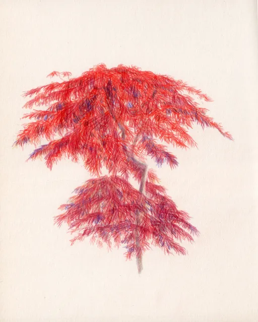 Red Maple, 2026, colored pencil on paper, 15.5 x 12.5 cm